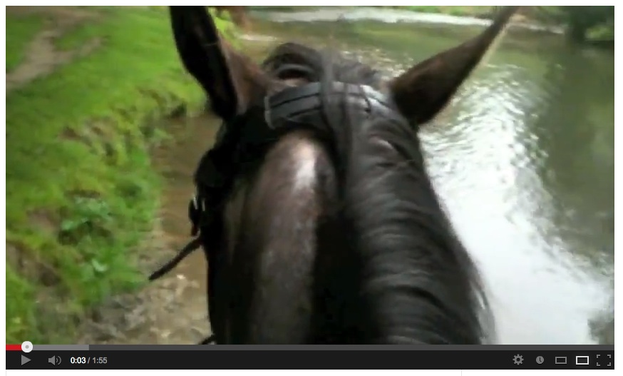 Natural Horse Riding in the Woodland (Valkenburg aan de Geul)